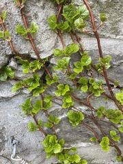 Hydrangea petiolaris