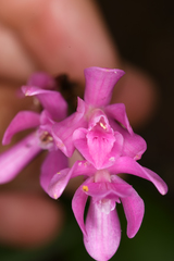 Epidendrum paucifolium