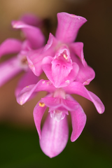 Epidendrum paucifolium
