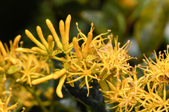 Gaiadendron punctatum