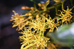 Gaiadendron punctatum