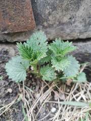 Urtica dioica