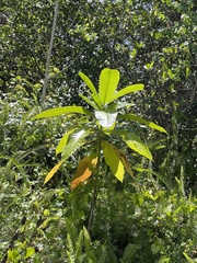 Alstonia macrophylla