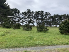 Pinus contorta contorta