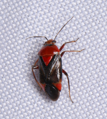 Neocapsus
