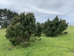 Pinus contorta contorta