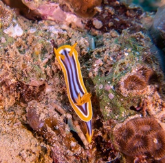 Chromodoris quadricolor
