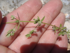 Galium proliferum