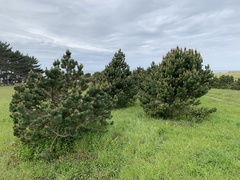 Pinus contorta contorta