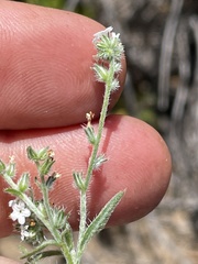 Cryptantha wigginsii