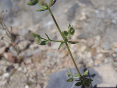 Galium proliferum