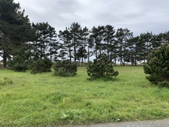 Pinus contorta contorta