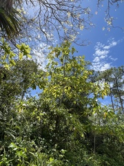 Alstonia macrophylla