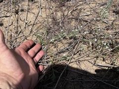 Cryptantha wigginsii