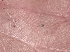 Cryptantha wigginsii