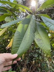 Alstonia macrophylla