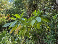 Alstonia macrophylla