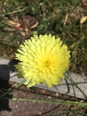 Urospermum dalechampii