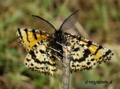 Eurranthis plummistaria