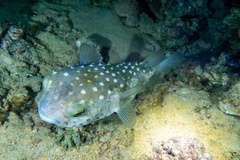 Cyclichthys spilostylus