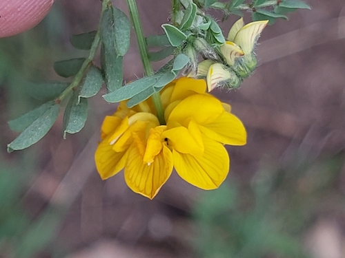 Hippocrepis atlantica image