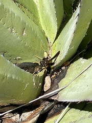 Mischocyttarus navajo
