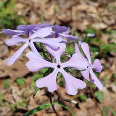Phlox divaricata divaricata