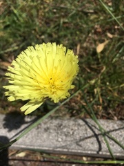 Urospermum dalechampii