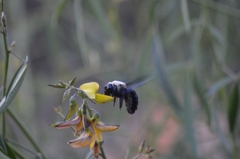 Xylocopa grisescens