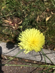 Urospermum dalechampii