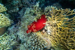 Hexabranchus