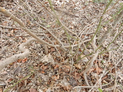 Aristolochia tomentosa