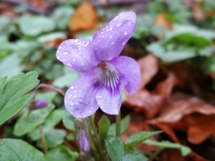 Viola reichenbachiana