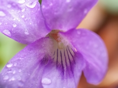 Viola reichenbachiana