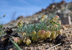 Astragalus nutans