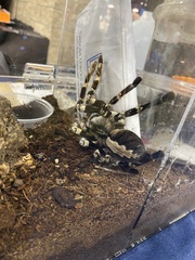 Poecilotheria