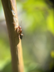 Camponotus sayi