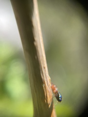 Camponotus sayi
