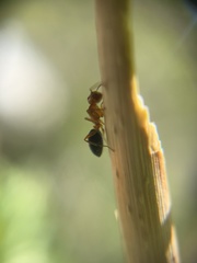 Camponotus sayi