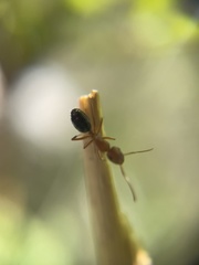 Camponotus sayi
