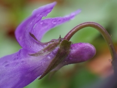 Viola reichenbachiana