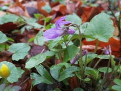 Viola reichenbachiana
