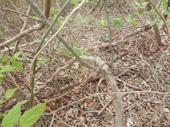 Aristolochia tomentosa