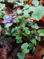 Viola reichenbachiana