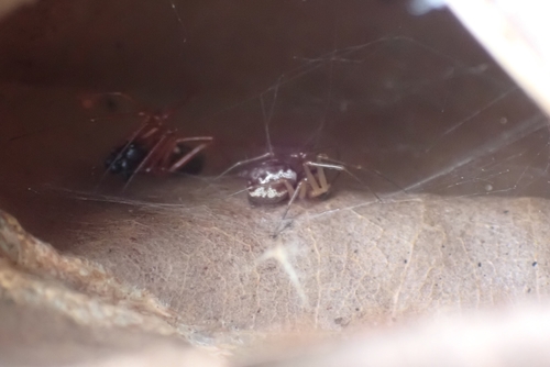 Garden Hammock Spider, Raemaekerslaan, photo 8 of 10