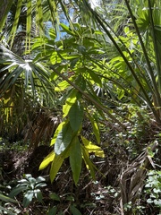 Alstonia macrophylla