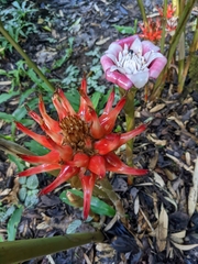 Etlingera elatior