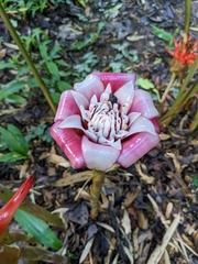 Etlingera elatior