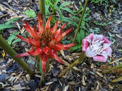Etlingera elatior
