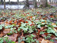 Viola reichenbachiana
